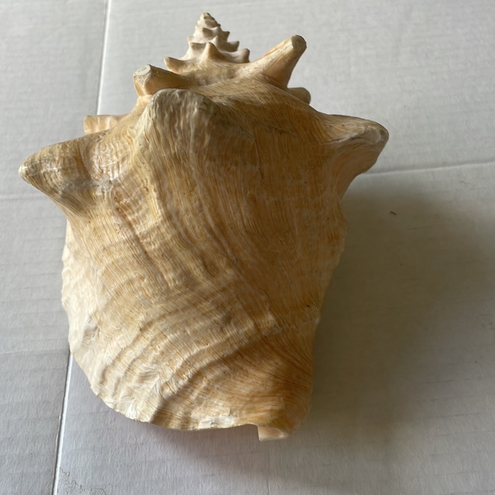 Queen Conch Shell - Picture 5 of 6